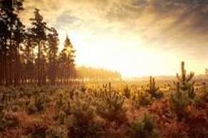 Thetford Forest