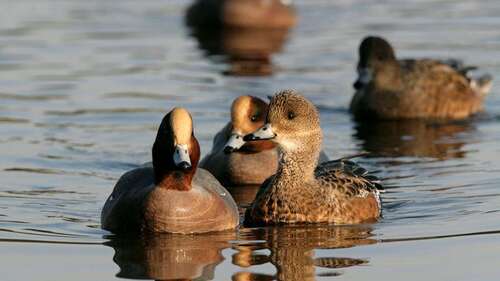 RSPB Salthome