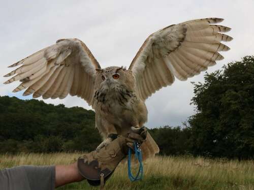 North Somerset Bird of Prey Centre