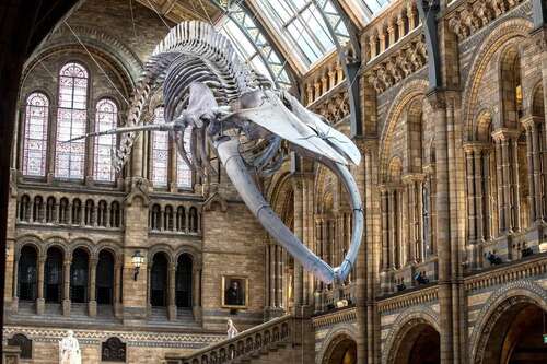 Natural History Museum - London