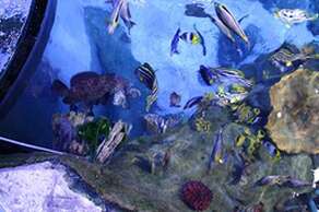 National Marine Aquarium