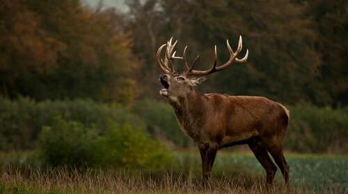 The Scottish Deer Centre