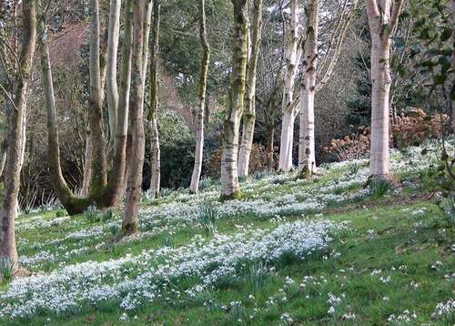 Snowdrop Walks at Marwood