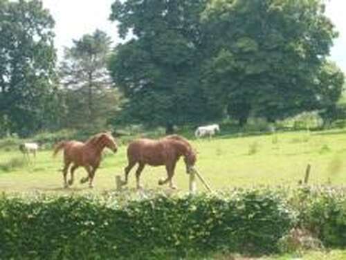 Redwings Caldecott Horse Sanctuary