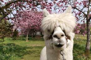 Alpacaly Ever After