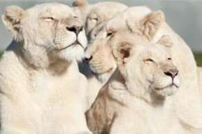 West Midland Safari Park