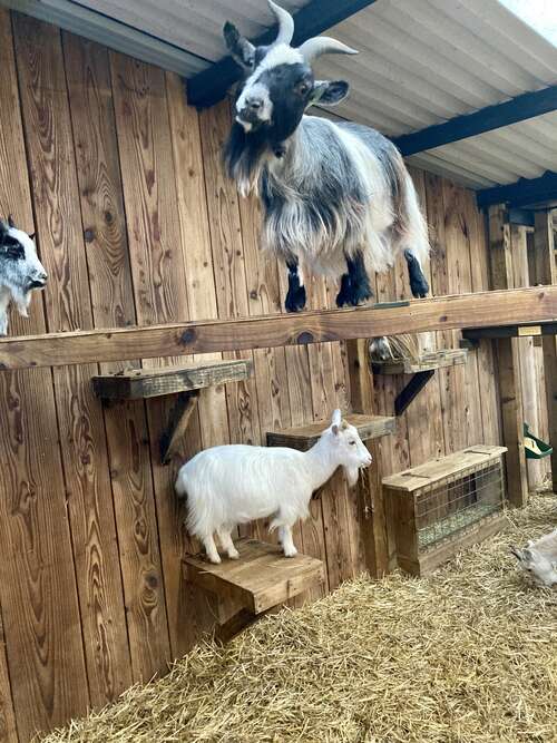 Small Breeds Farm Park and Owl Centre