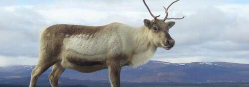 Highland Wildlife Park