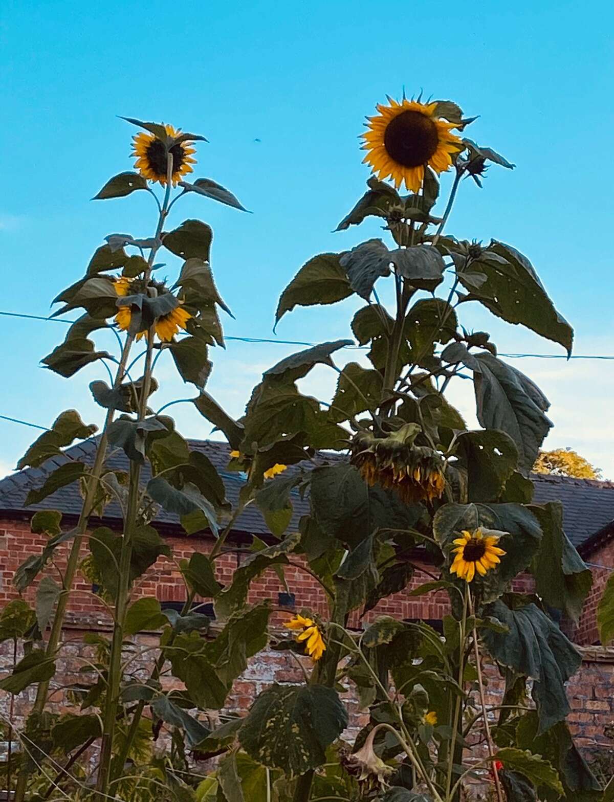 Our Gallery The Salmon Leap Hotel, Hotel in Whitby