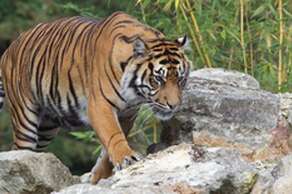 Howletts Wild Animal Park