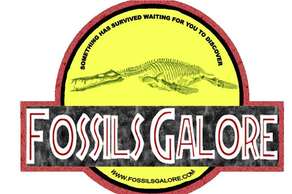 Fossils Galore