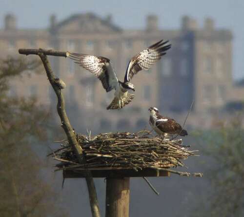 Rutland Water Birdwatching Centre and Osprey Project.