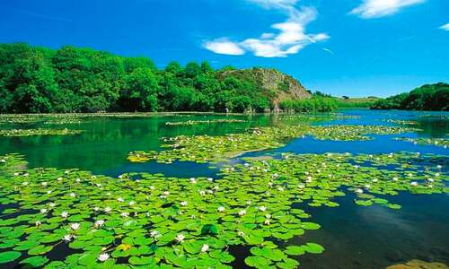 Stackpole Estate and Bosherston Lily Ponds