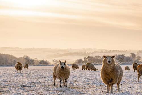 Cotswold Farm Park