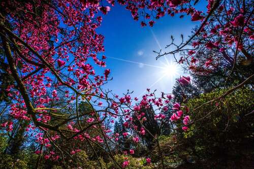 Westonbirt Arboretum