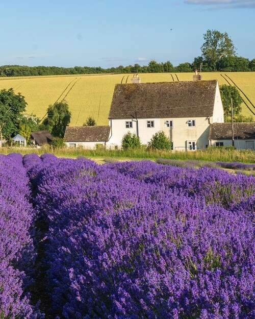 Cotswold Lavender