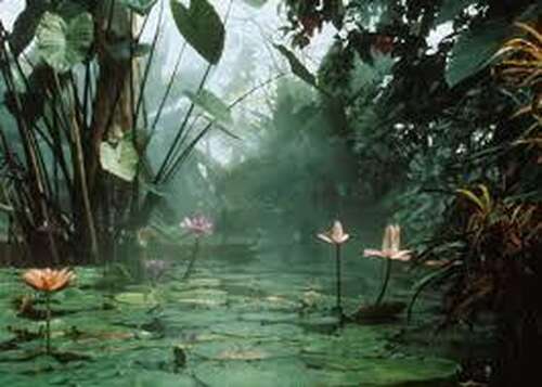 The living rain forest Hampstead Norreys