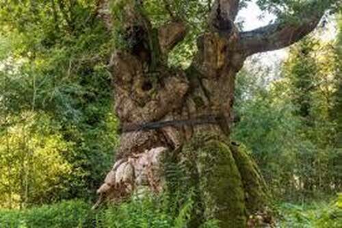 Savernake forest Marlborough