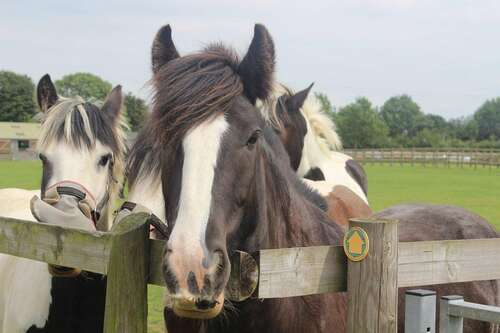 Bransby Horses