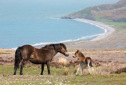 Exmoor & Dartmoor National Parks