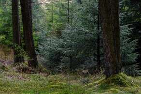 Grizedale Forest Park: