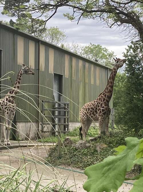 Paignton Zoo