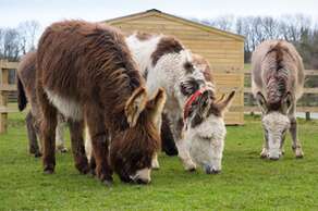 The Donkey Sanctuary