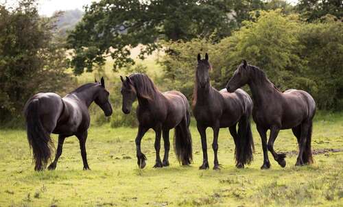 The Friesian Experience (on site at Greenbank Farm)