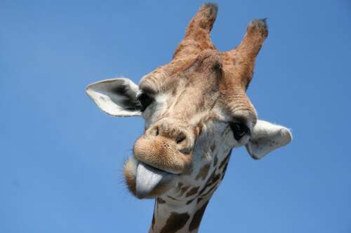 WEST MIDLANDS SAFARI PARK