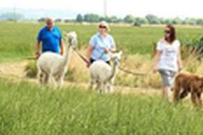 Alpaca Trekking At Haguelands Village