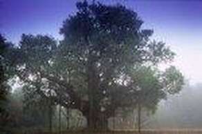 Sherwood Forest Visitor Centre